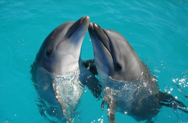 dolphin swim.jpg 1
