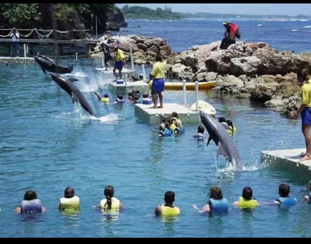 Dolphin Cove Montego Bay Tour in Jamaica